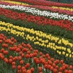 Tulip Garden In Dhauladhar Ranges Palampur Himachal Pradesh