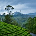 Essential Kerala and Backwaters.