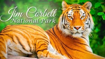 Corbett National Park