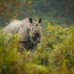 Wilderness & Wonder: Kaziranga & Shillong